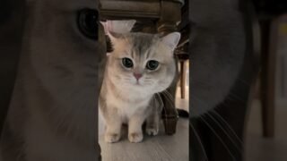 The reason why he always loses at peek-a-boo