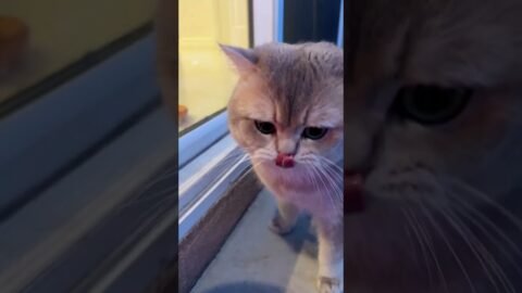 Tutorial & Demonstration for the irregular cat meowing