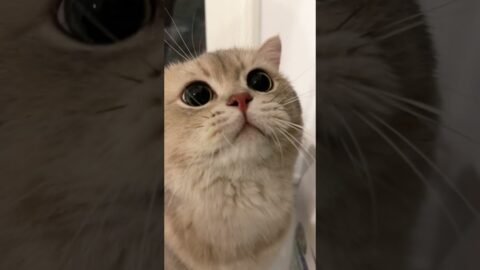 Long time meow see~ The Great Cash is back!🙋🏻‍♀️