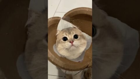 They will get whatever they want with those eyes🥰🥰🥰