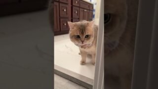 When you get home late, your cat be like:🥵