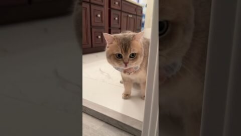When you get home late, your cat be like:🥵