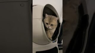 Singing or pooping? Singer Cash’s dilemma🎵