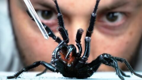 I Vacuum Venom from the World’s Deadliest Spider