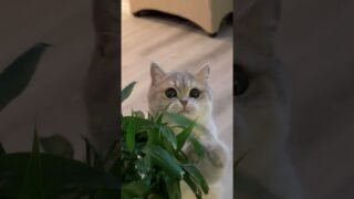 When I have a cat wand in my hand, my cats be like👉🏻