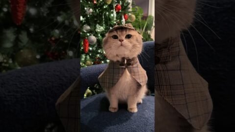 Don’t worry, my friend! Detective Cash is here