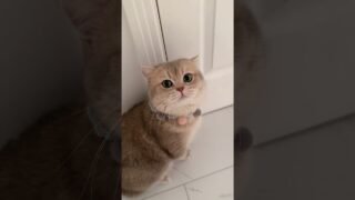 I WANT A HUG! This is a command not a request!😎