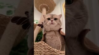He’s trying his best to communicate with his hooman🤣🤣