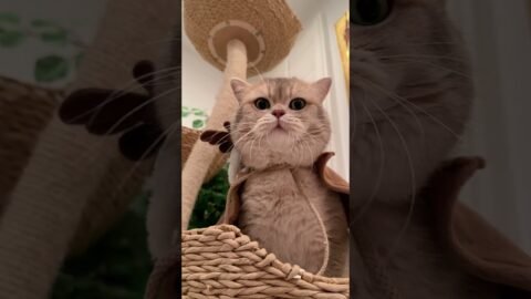 He’s trying his best to communicate with his hooman🤣🤣