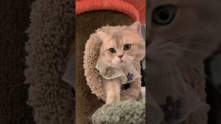 Everybody meow with Cash!!🎙️