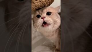 Meow meow dairy: Hope my cute, cuddly Euro will embrace my ocean of love 💖