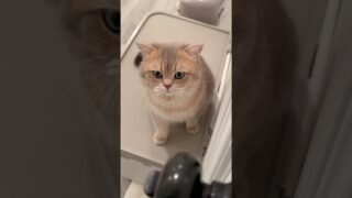Cash: Mom, can you take me with u please🥺 #britishshorthair #cat #catmeowing