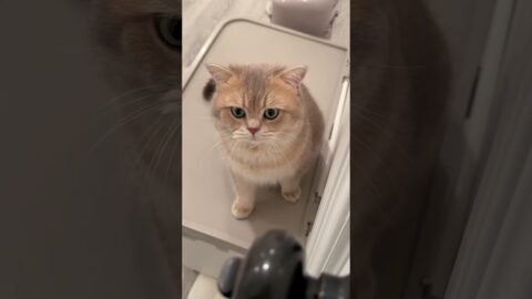 Cash: Mom, can you take me with u please🥺 #britishshorthair #cat #catmeowing