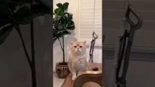 Chatty Cat, Trumpet Cash! 🤪