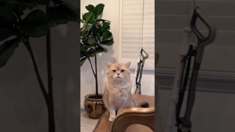 Chatty Cat, Trumpet Cash! 🤪