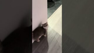 Double tap for a cutest meow in the world😼