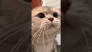 I find it absolutely adorable when Cash meows. Just can’t get enough!🥹