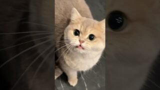 Anyone else obsessed with watching those cute little kittens meow? It’s just too precious！🥰