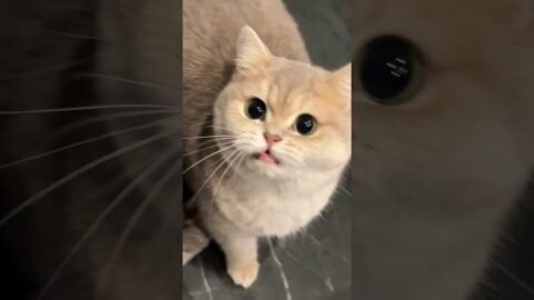 Anyone else obsessed with watching those cute little kittens meow? It’s just too precious！🥰