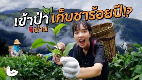 ใช้ชีวิตเป็นชาวไร่ชาบนดอยสกาด เก็บยอดชาไปขาย I น่าน