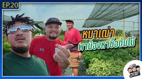 หมาเฒ่า – OLD DOG!! I Ep 20 หมาเฒ่าพาน้องหาซื้อต้นไม้