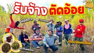 เซียนหรั่ง – วิถีชีวิตแบบมะลายยายอยาก l ตอน รับจ้างตัดอ้อย