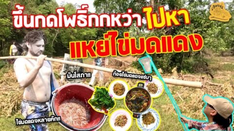 เซียนหรั่ง – วิถีชีวิตแบบมะลายยายอยาก l ตอน ย่างเลาะท่ง แหย่ไข่มดแดงพ้อแลนกลางป่า