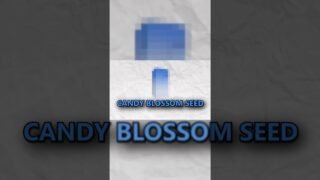 Candy Blossom Script in Grow a Garden.. #growagarden #roblox