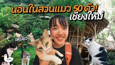 เยือนสวนแมว นอนบ้านไม้กลางป่า 3 ชั้น! | เชียงใหม่