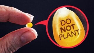 Exposing Why Farmers Can’t Legally Replant Their Own Seeds