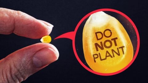 Exposing Why Farmers Can’t Legally Replant Their Own Seeds