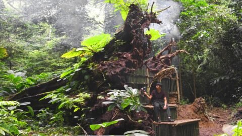 Building Survival Shelter Inside a Thousand-Year-Old Tree | Deep Forest Hunting Trip