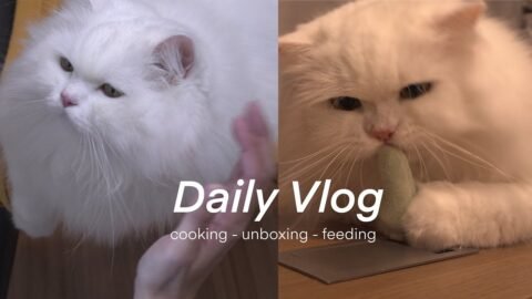 Daily life with Chunchun ep.4 🍛Home Cooking Curry, Unboxing & Treat Time for 🐈 Chunchun