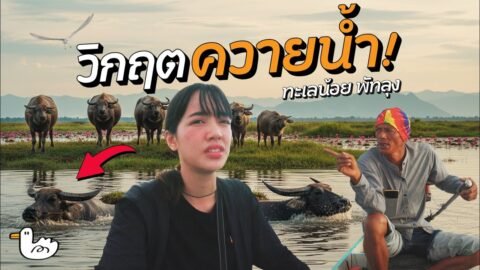 ตีแผ่ชีวิตคนเลี้ยงควาย อาชีพสุดท้ายที่ไม่มีใครอยากทำต่อ?!