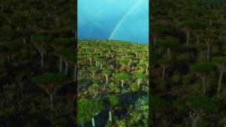 Most Unique Island – Socotra 🇾🇪