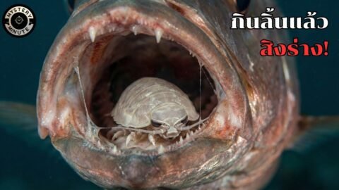 นักขโมยลิ้นแห่งท้องทะเล