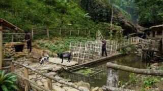 Build a Lime Kiln for Construction Materials & Make a Trellis for Cucumbers | Off-Grid Farm Life