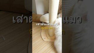 เสาลับเล็บแมว สูง 84 cm #ที่ฝนเล็บแมว