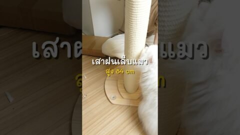 เสาลับเล็บแมว สูง 84 cm #ที่ฝนเล็บแมว