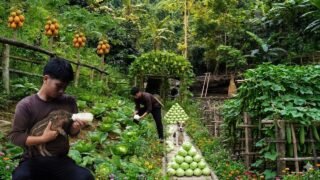 Harvesting Cabbages and DIY Pulley Stone Transport. Welcoming a Piglet to the Bushcraft Farm