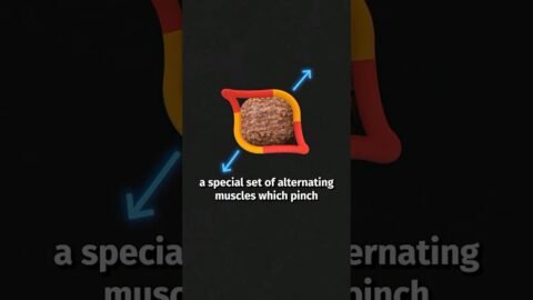 Wombats Poop Cubes