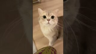 Getting ready for catchella 🎙️🐱