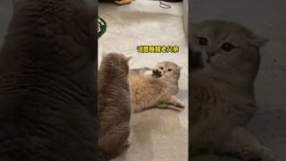 Wait Cash… It’s Your Son! 🐱💥