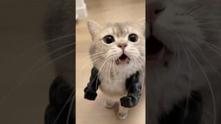 Meowtivation gym time 💪🐱