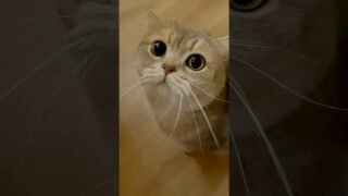 POV: Your Cat Never Stops Talking