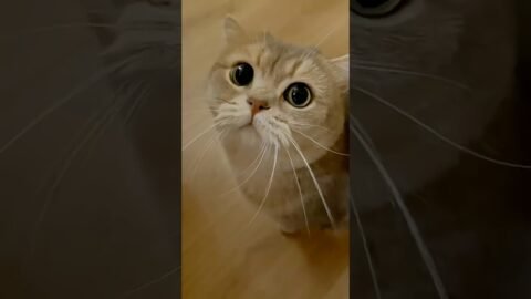 POV: Your Cat Never Stops Talking