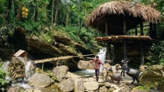 Handmade Bamboo Fish Trap | How I Overcame a Fever in the Forest