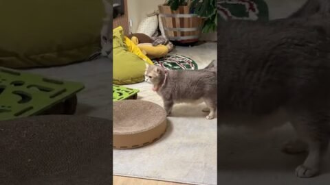 The Fast and the Furriest: Family Drama Edition🤪