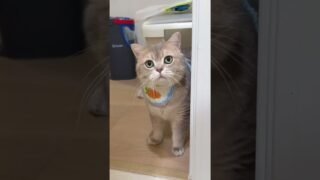 Cash’s Cat Law, Rule No.1: humans may use the bathroom, but the door stays open.📚🎓