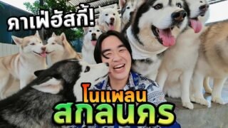 เที่ยวสกลนครโนแพลนเจอหมาฮัสกี้เยอะที่สุดในชีวิต!